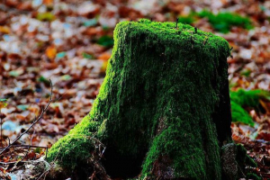 Kako se kretati terenom na prirodnim znakovima?